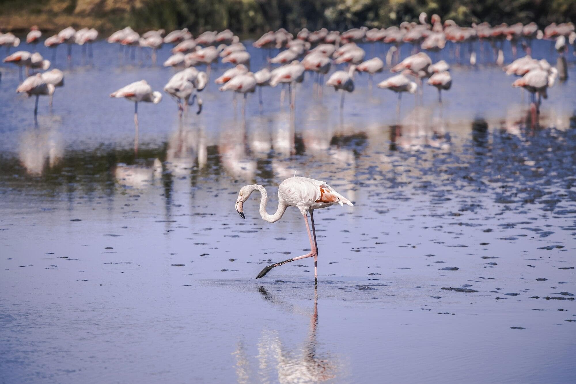 Flamants roses dans les étangs, entre Camargue et littoral héraultais
